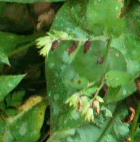 Delle belle foglie maculate - Pulmonaria sp.
